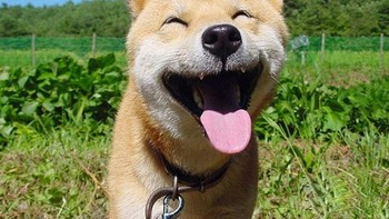 Hari yang menyenangkan sepertinya  buat anjing ini. Foto: Boredpanda
