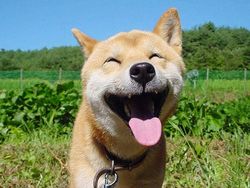 Melihat Potret Hewan ini Jadi Ikutan Senyum, Bikin Good Mood