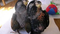 Pasangan burung pun tampak senang. Yu kamu jangan terus murung ya.