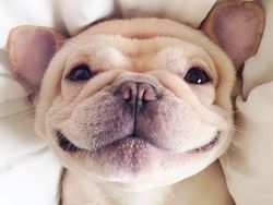 Melihat Potret Hewan ini Jadi Ikutan Senyum, Bikin Good Mood