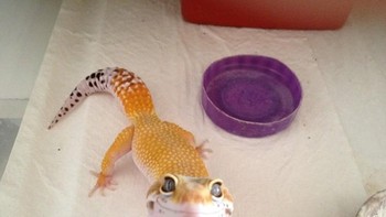 Sadar kamera. Foto: Boredpanda