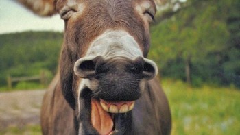 Ketawa sapi yang bikin happy lihatnya. Foto: Boredpanda