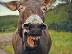 Melihat Potret Hewan ini Jadi Ikutan Senyum, Bikin Good Mood