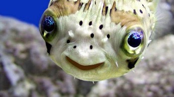 Senyuman ikan buntel. Foto: Boredpanda