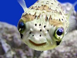 Melihat Potret Hewan ini Jadi Ikutan Senyum, Bikin Good Mood