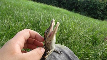 Anak buaya lagi dimanja. Foto: Boredpanda
