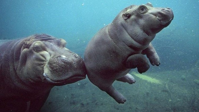 Melihat Potret Hewan ini Jadi Ikutan Senyum, Bikin Good Mood