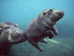 Melihat Potret Hewan ini Jadi Ikutan Senyum, Bikin Good Mood