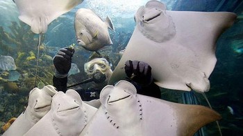 Wah ada foto keluarga ikan pari nih. Foto: Boredpanda
