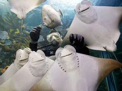 Melihat Potret Hewan ini Jadi Ikutan Senyum, Bikin Good Mood