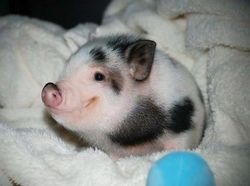 Melihat Potret Hewan ini Jadi Ikutan Senyum, Bikin Good Mood