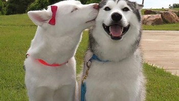 Duh! Mesra banget sepasang anjing ini. Foto: Boredpanda