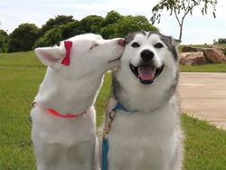 Melihat Potret Hewan ini Jadi Ikutan Senyum, Bikin Good Mood