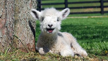 Senyum sumringah anak domba. Foto: Boredpanda