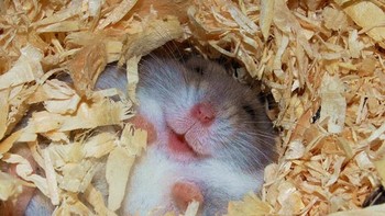 Gemasnya si hamster. Foto: Boredpanda
