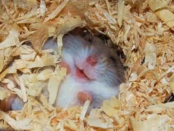 Melihat Potret Hewan ini Jadi Ikutan Senyum, Bikin Good Mood