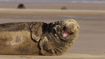 Tampak anjing laut sedang happy. Foto: Boredpanda