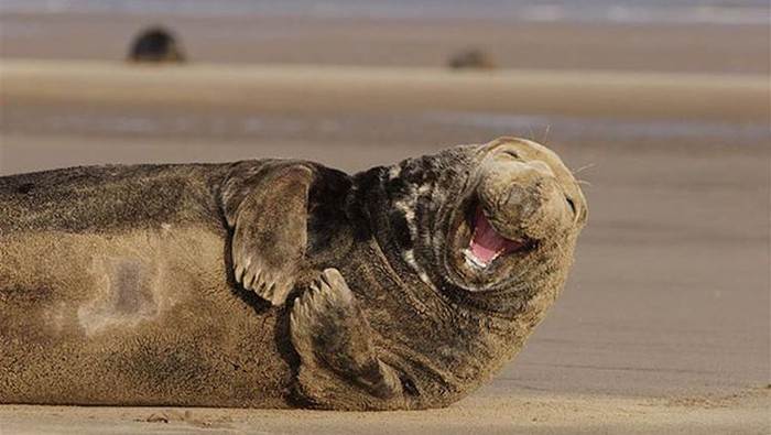 Melihat Potret Hewan ini Jadi Ikutan Senyum, Bikin Good Mood