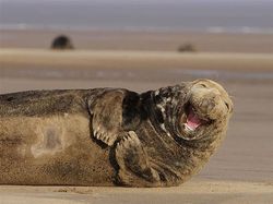 Melihat Potret Hewan ini Jadi Ikutan Senyum, Bikin Good Mood