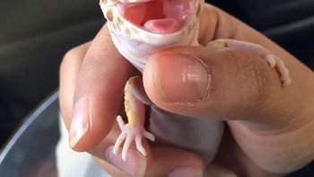 Begini wajah tokek kalau tersenyum. Foto: Boredpanda