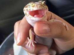 Melihat Potret Hewan ini Jadi Ikutan Senyum, Bikin Good Mood