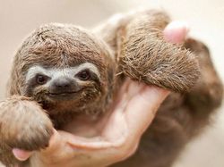 Melihat Potret Hewan ini Jadi Ikutan Senyum, Bikin Good Mood