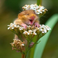 Melihat Potret Hewan ini Jadi Ikutan Senyum, Bikin Good Mood