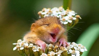 Imutnya hamster foto berhias bunga-bunga. (Foto: Boredpanda)