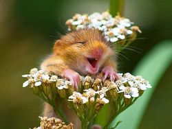 Melihat Potret Hewan ini Jadi Ikutan Senyum, Bikin Good Mood