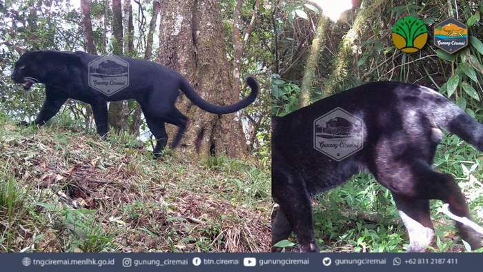 Momen raja rimba penghuni asli Gunung Ciremai terdeteksi kamera jebak.