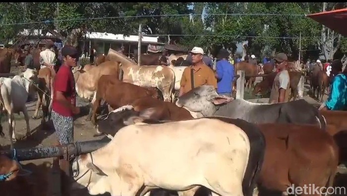 Pasar sapi di Ngawi