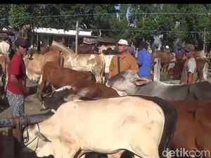 Usai 736 Sapi Terjangkit PMK, Kini Giliran Kambing di Ngawi Mati Mendadak
