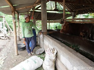 Sejumlah Sapi di Desa Plalangan Ponorogo Mati Mendadak, Mirip Penyakit PMK