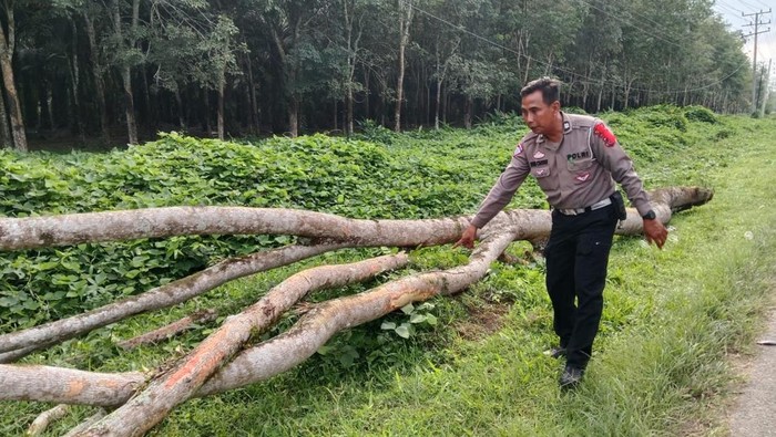 Petugas kepolisian saat menunjukkan ranting pohon yang menimpa kedua korban. (Foto: Dok. Polres Simalungun).