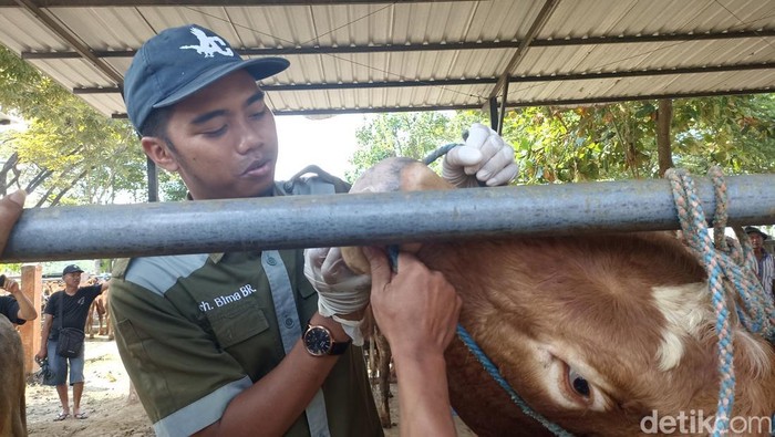 Petugas mengecek kesehatan sapi