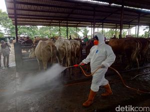 Ratusan Sapi di Sragen Terpapar PMK, 64 Mati