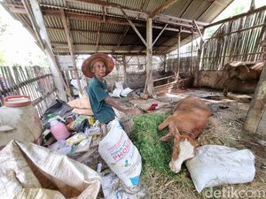 PMK di Ponorogo Menyebar ke Desa Jimbe, 4 Ekor Sapi Mati