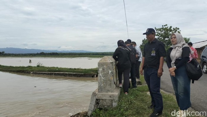 Potret sawah di Kulon Progo terendam air, Kamis (2/1/2025). Total ada 360 hektare sawah yang terdampak luapan sungai.