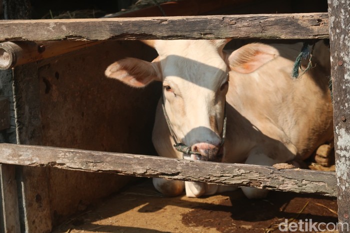 Sapi di dalam kandang. Foto diunggah Kamis (2/1/2025).