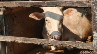 Diklaim Bisa Sembuhkan Stroke-Sakit Jantung, Batu Empedu Sapi Kini Diincar Dunia