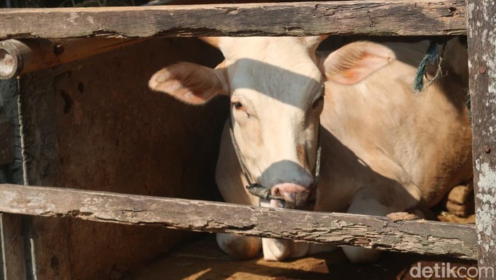 Sapi di dalam kandang. Foto diunggah Kamis (2/1/2025).