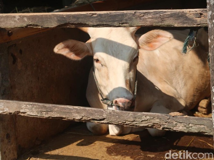 Sapi di dalam kandang. Foto diunggah Kamis (2/1/2025).