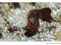 Terkuak, Baru 10% Spesies di Bumi yang Berhasil Diidentifikasi