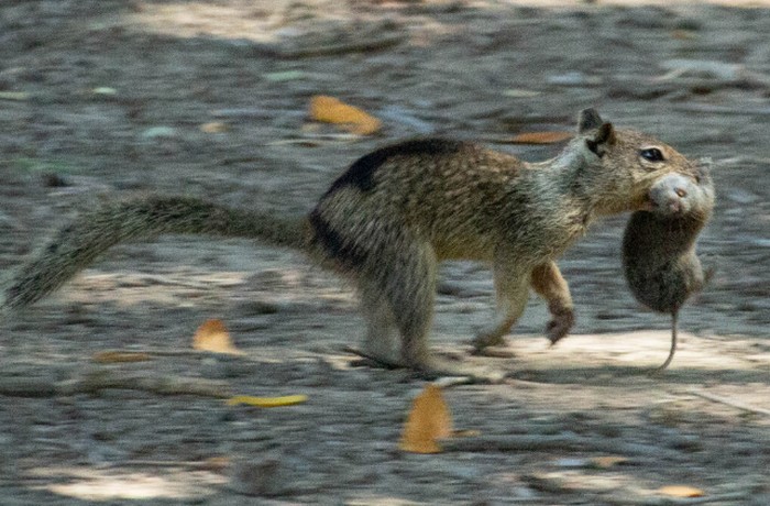 Tupai California memangsa tikus