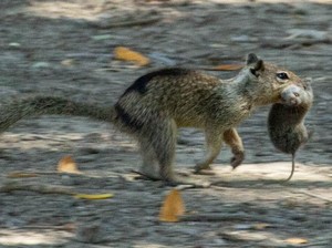 Dikenal Pemakan Biji-bijian, Tupai California Ditemukan Mencabik-cabik Tikus