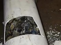 Penampakan Piton 4 Meter Ngumpet dalam Pipa Usai Mangsa Ayam di Semanu