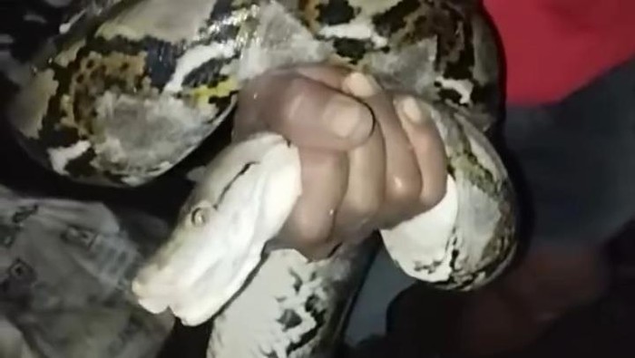 Ular piton sepanjang 4 meter dievakuasi dari dalam pipa pvc di daerah Pacarejo, Semanu, Gunungkidul, Kamis (2/1/2025) dini hari.