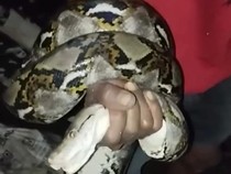 Diserang Ular Saat Berkendara, Petani Jatuh dari Motor Lalu Tewas Dililit