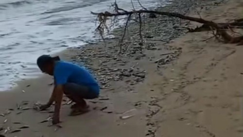 Warga memungut ikan terdampar di Pantai Jimbaran, Kecamatan Kuta Selatan, Badung, Bali, Kamis (2/1/2025) pagi. (Tangkapan layar video viral)