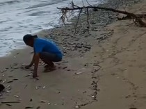 Fenomena Ribuan Ikan Terdampar di Pantai Jimbaran Bikin Heboh Warga